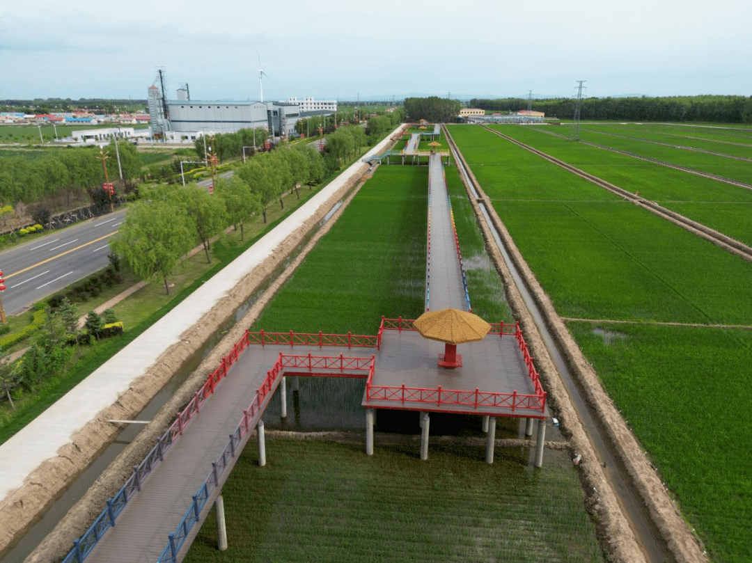 桦川县不断优化和选择适宜本地区的主栽品种,形成了以龙粳31,龙粳57