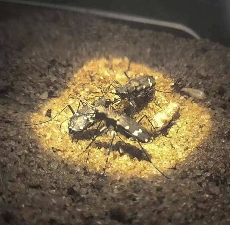 体验生命变化的美丽历程_昆虫_幼虫_孩子