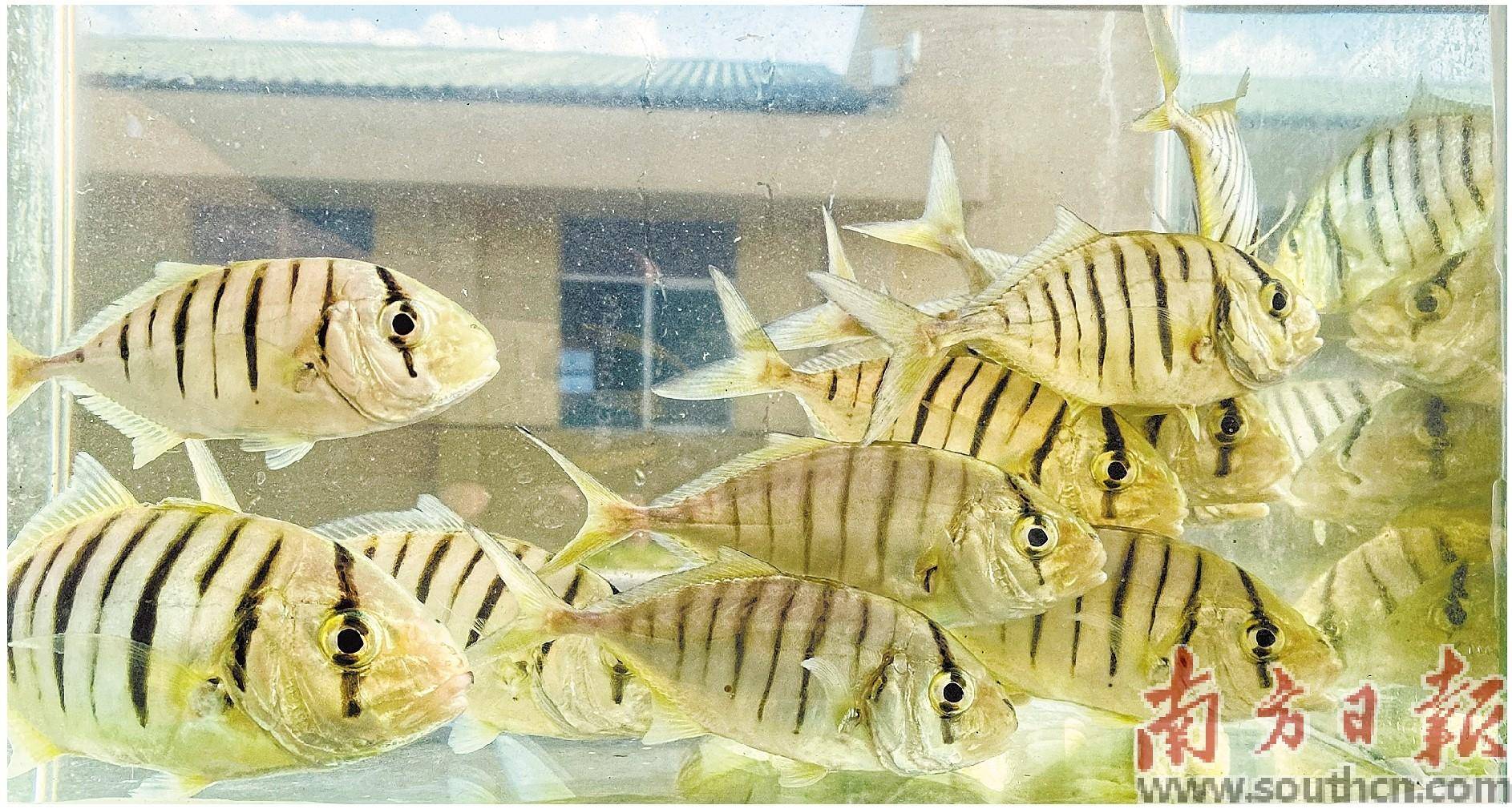 黄金鲹人工繁殖成功 实现工厂化大规模育苗_农业_技术_繁育