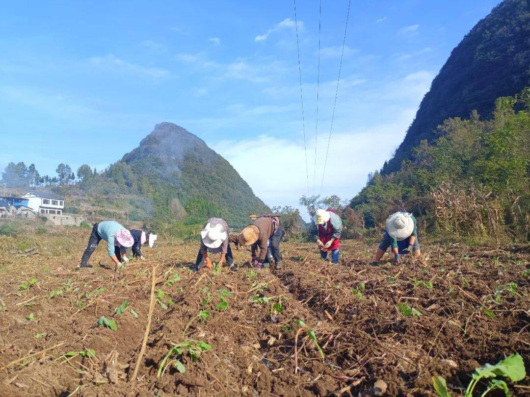 织金县猫场镇:抢抓时令促生产 冬种油菜正当时_种植_四甲_流转