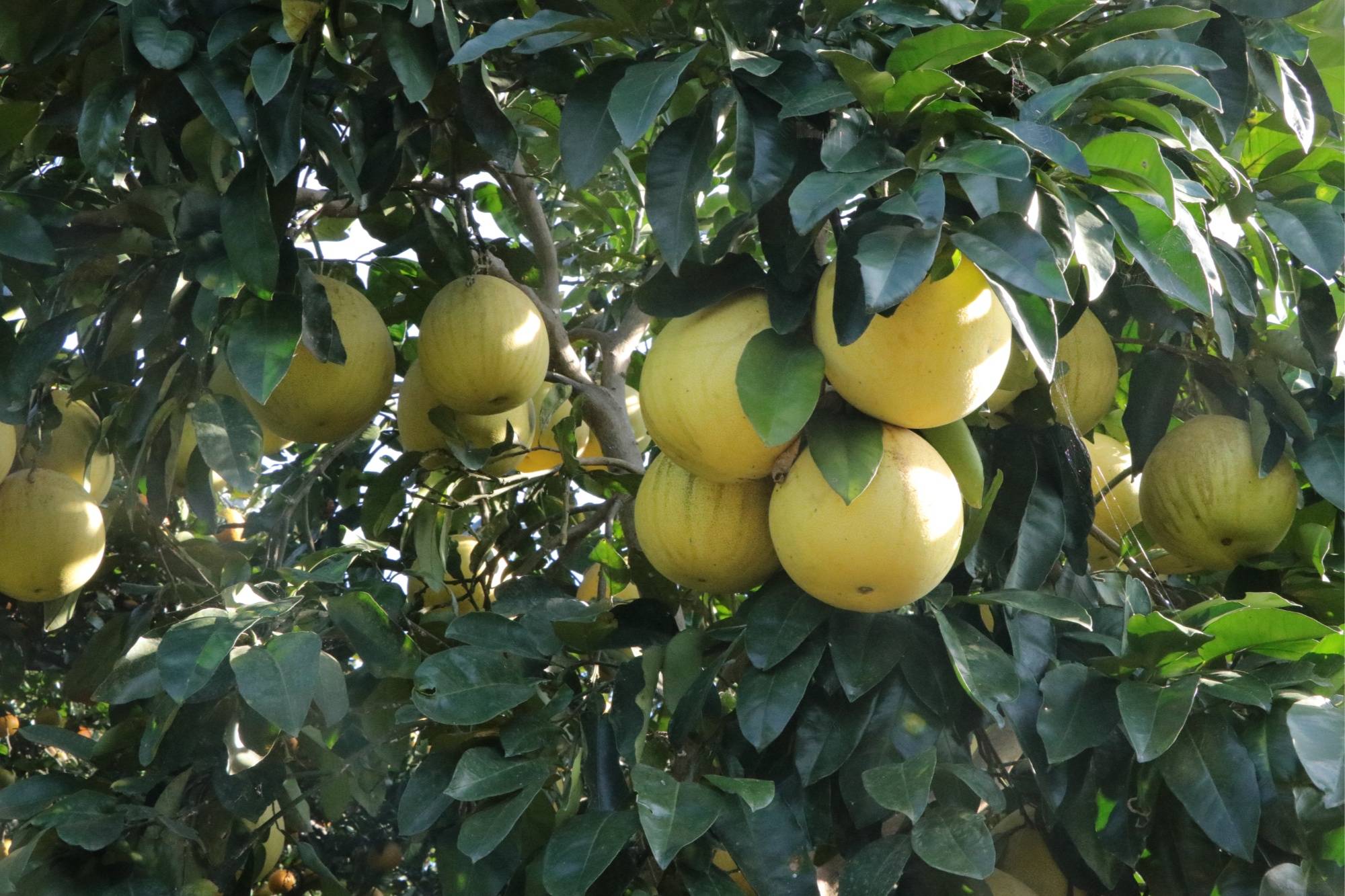 贵州黄平:文旦柚迎来成熟季_柚子_种植_村民