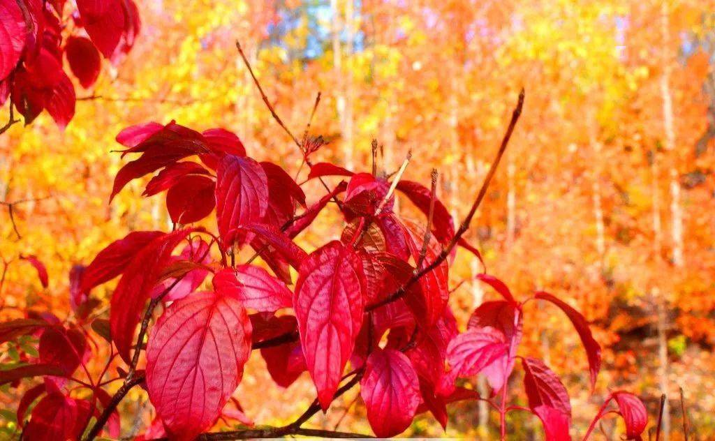 秦汉秋叶如虹_陕西_眼睛_间隙