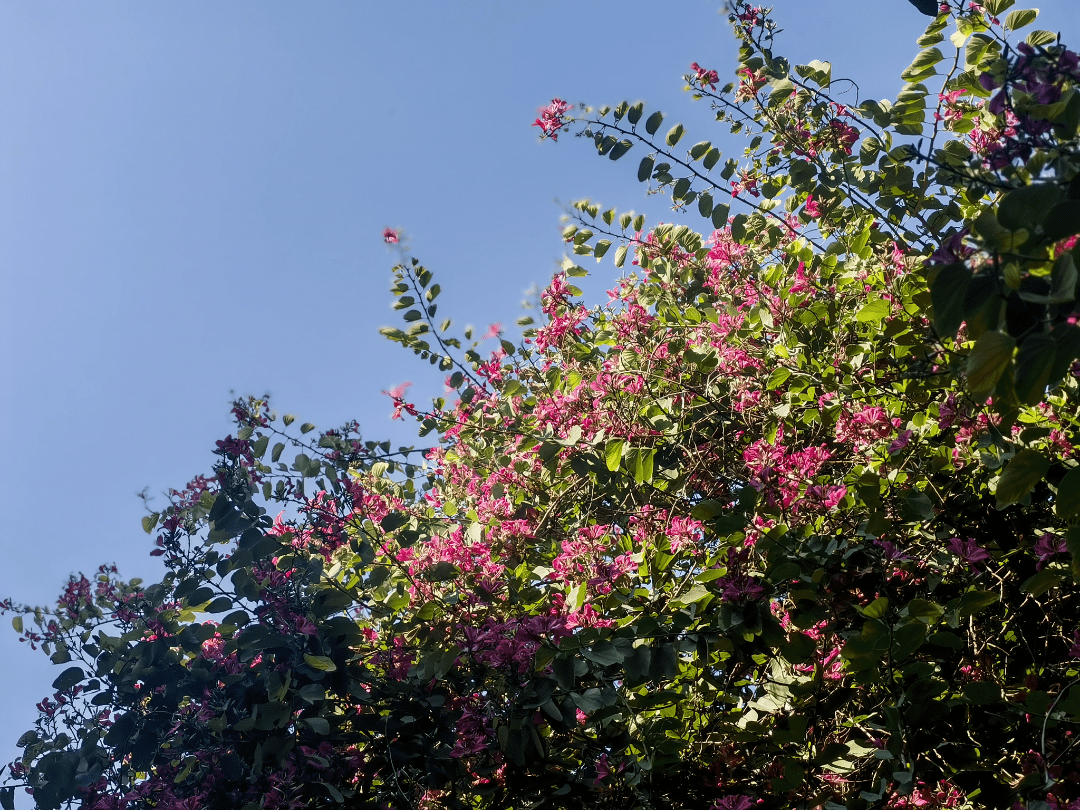 文汇路:又到紫荆花开 一街一景花路相随_西昌_街道_道路