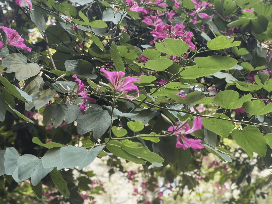 文汇路:又到紫荆花开 一街一景花路相随_西昌_街道_道路