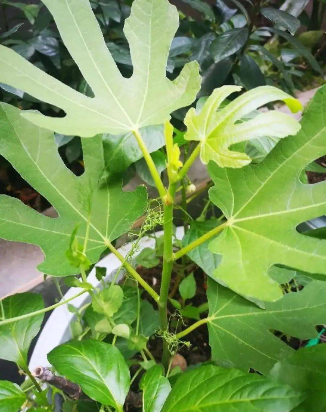 大长茎 来自搜狐网