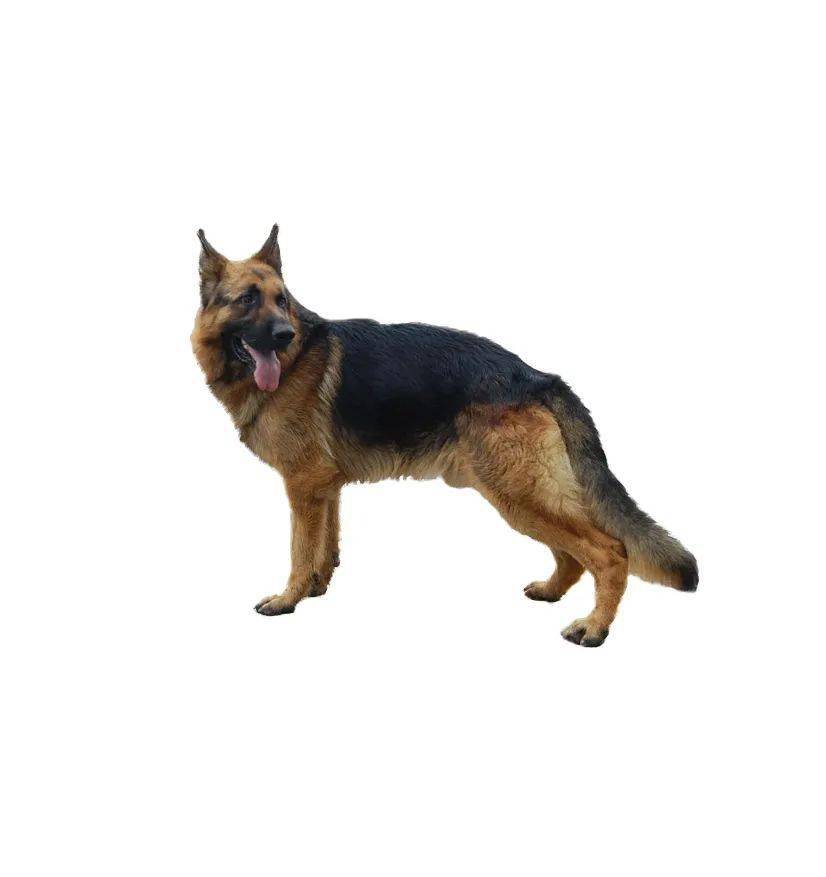 贝林登梗斗牛獒犬法国波尔多犬多伯曼犬法国狼犬高加索犬凯利蓝梗捷克