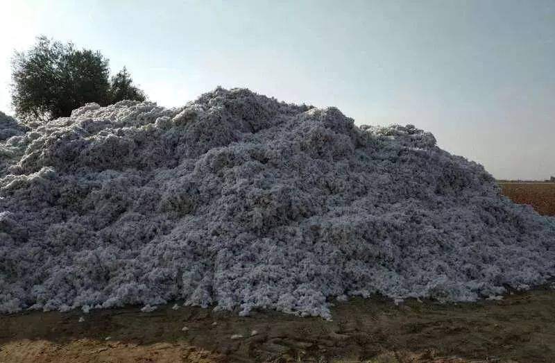 北疆地区部分团场机采籽棉中残膜的来源与混入方式调