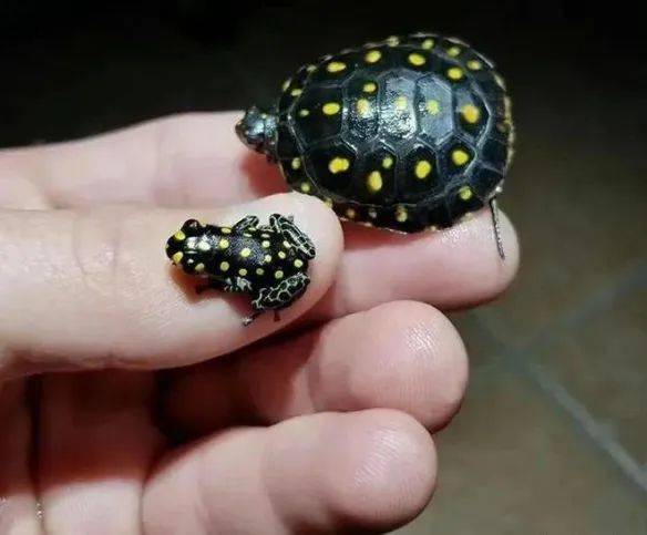 长颈龟的脖子长得出奇孔雀开屏的美丽瞬间马达加斯加青龙竹节虫白化帝