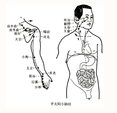 肝脾肾三经循行线路图图片