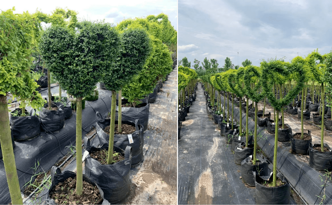 蜡树-五角星形,h150-160cm/亮金女贞-棒棒糖形,h150cm亮金女贞-尖塔形