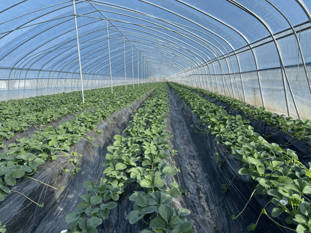 孟州市河雍街道:草莓苗进香港 乡村振兴添动力_富村_种植_工作