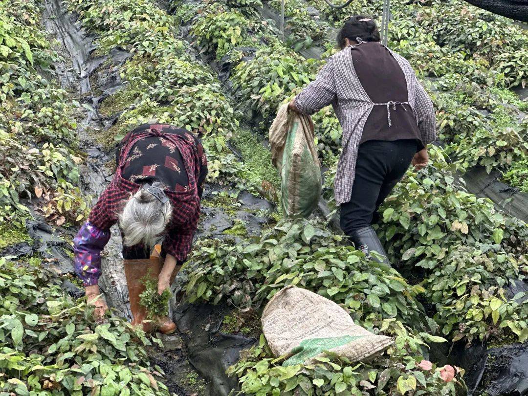 領到收益笑開顏,特色產業成村民致富良方_柔毛_李俊德_種植戶