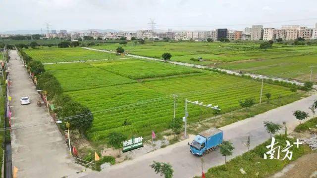 潮南此地这70亩地种麻叶._种植_禾皋_加工