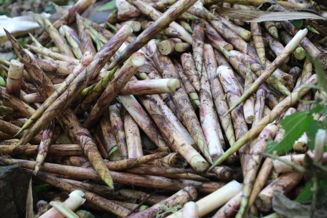 【美食】寻觅林野"山珍",美味刺竹笋!_清香_做法_山林