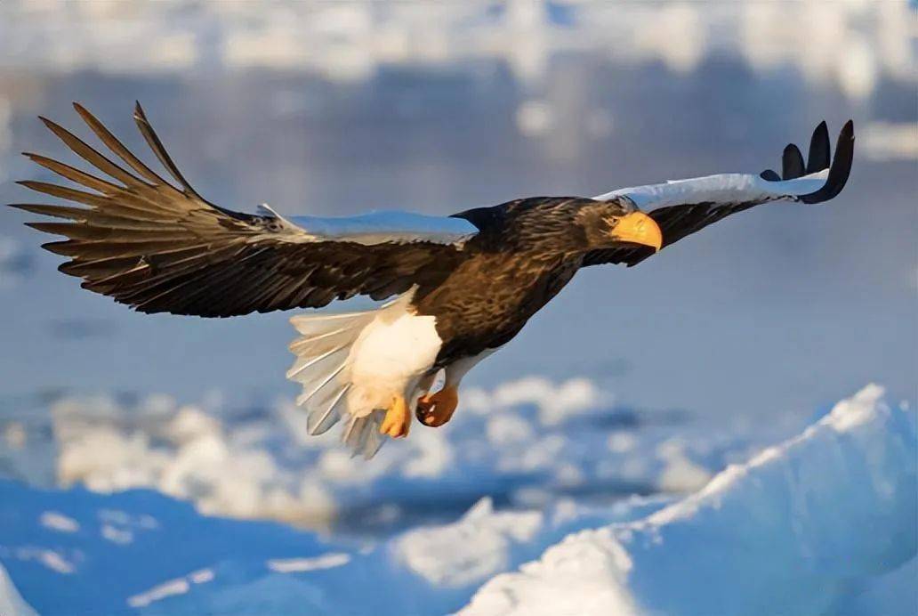 猎物_攻击能力_虎头