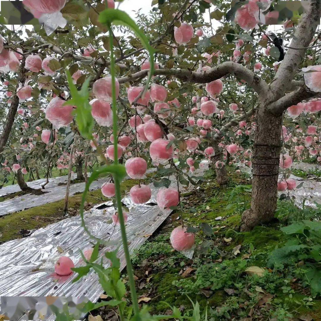 临猗苹果产自山西运城临猗县,色艳,味美,甜脆,爽口.