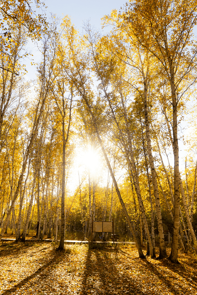 北方秋天的天花板,满足了课本里一切想象