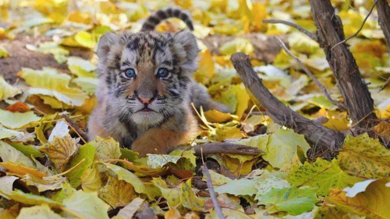 "身为虎妞的弟弟,这只小虎崽同样是由奶爸尚延朝一手带大.