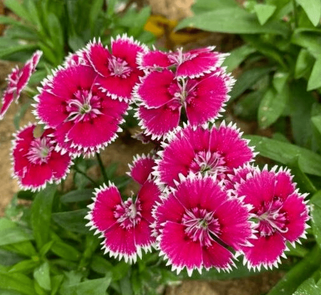 石竹花喜欢阳光充足的环境,最好能让石竹花每天接受6