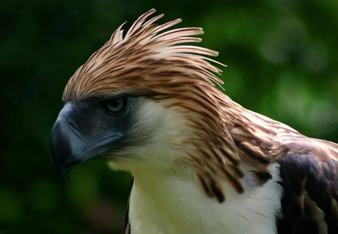 全球最凶猛的十种鸟类,金雕只能位列第六,第一会是哪种猛禽?