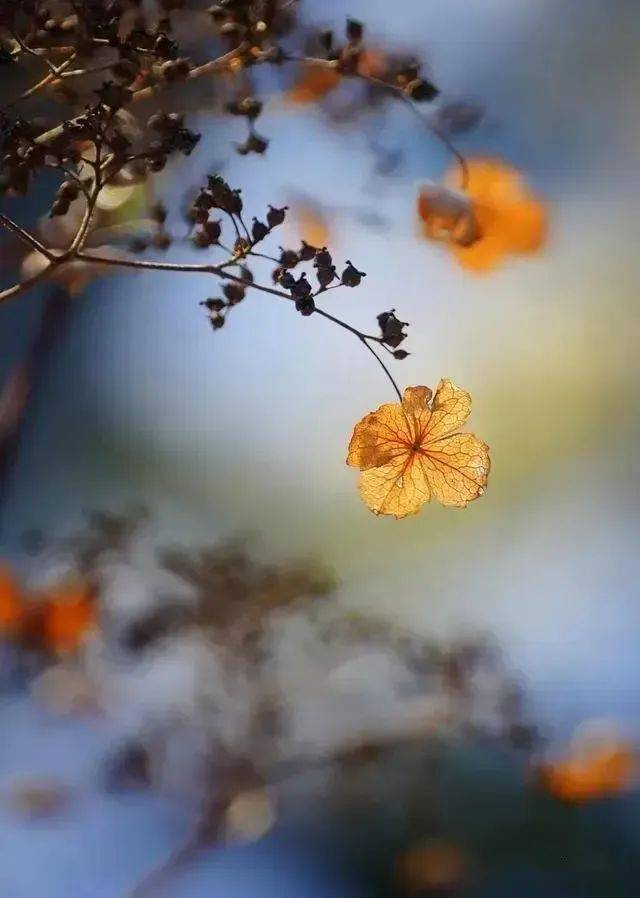 丨零露朗诵丨 清源来源丨木兰书香(id:zhongqiu1964)"北风往复几寒凉