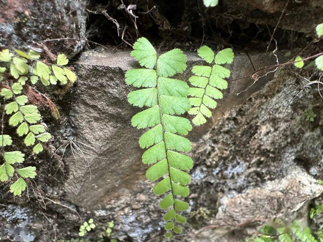 假鞭叶铁线蕨_棕色_植株_叶轴