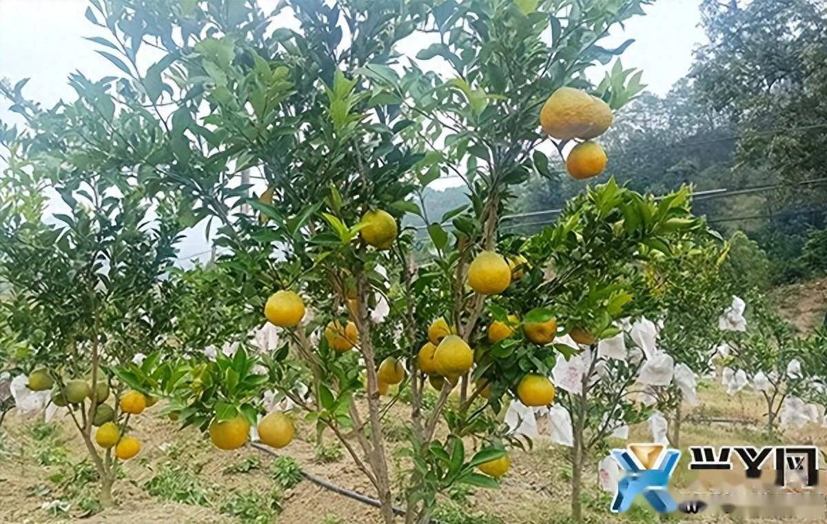 岔江村:发展精品水果 助力产业振兴