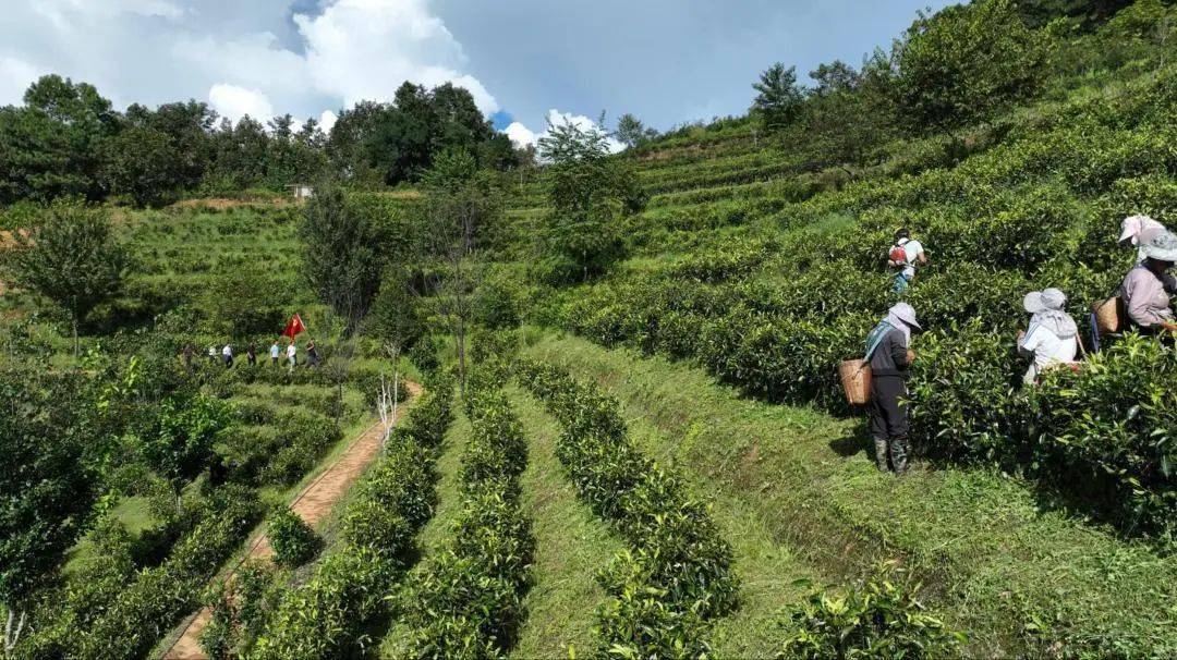 五彩澜沧江丨云县大朝山西镇:护一江好水 构和谐画卷_发展_保护_生态
