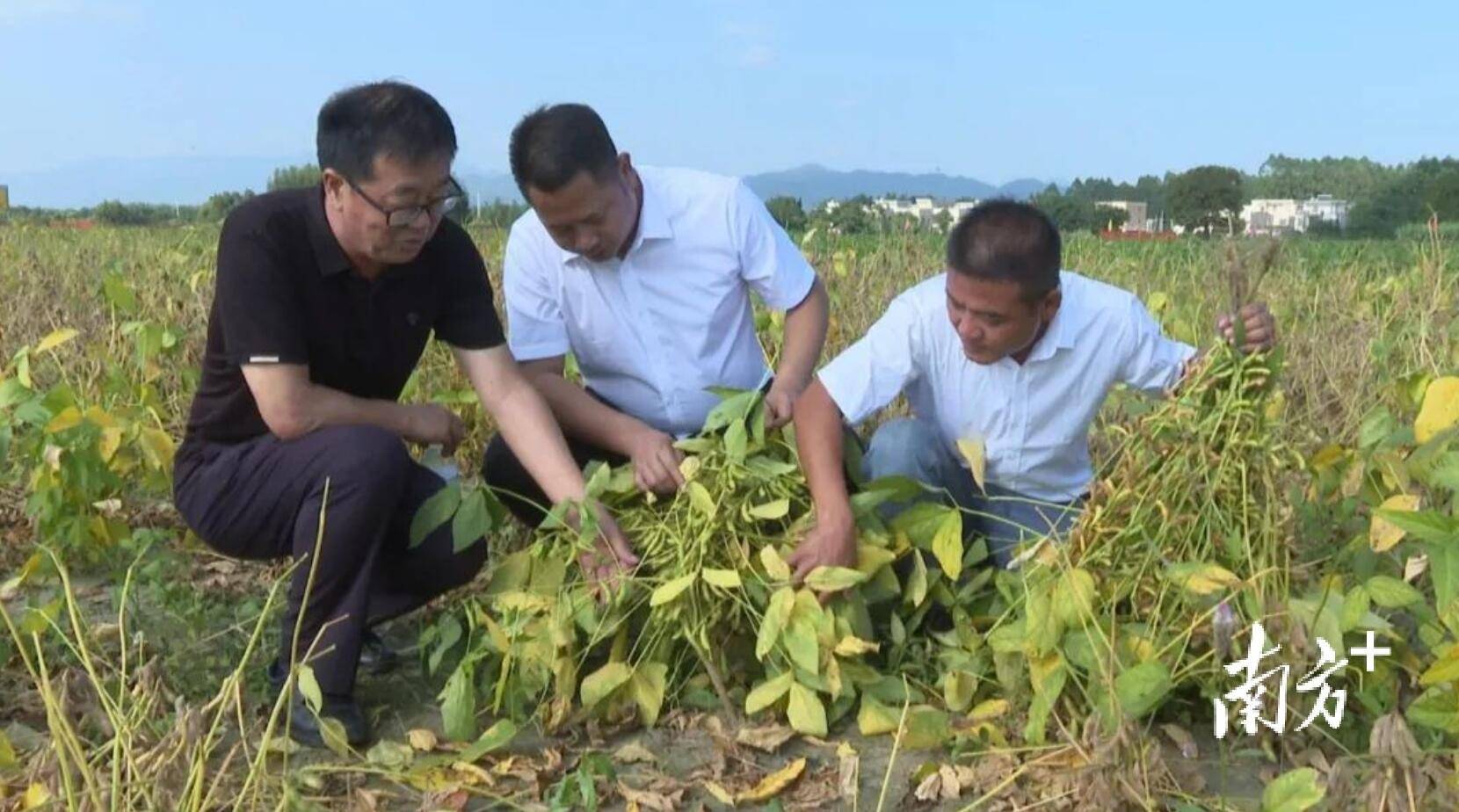 海丰平东:优质大豆试种获成功,亩产313公斤_种植_农业有限公司_农户