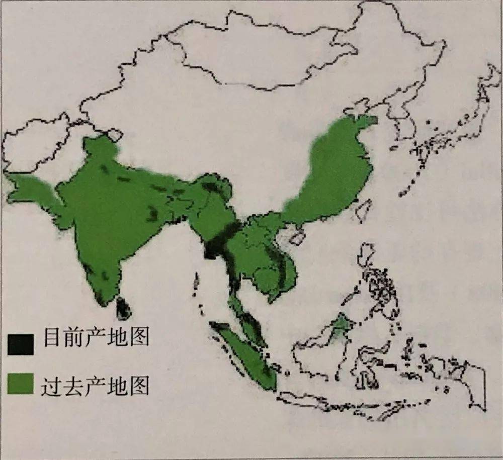 地球上的亚洲象曾广泛分布在亚洲的广大地区,从幼发拉底河及底格里斯