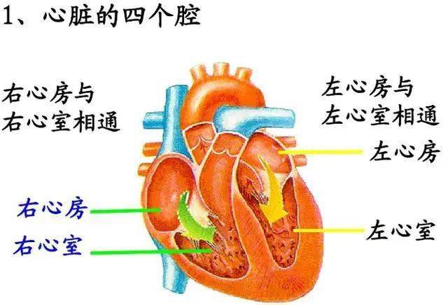 心脏决定寿命?建议中老年 别太节俭