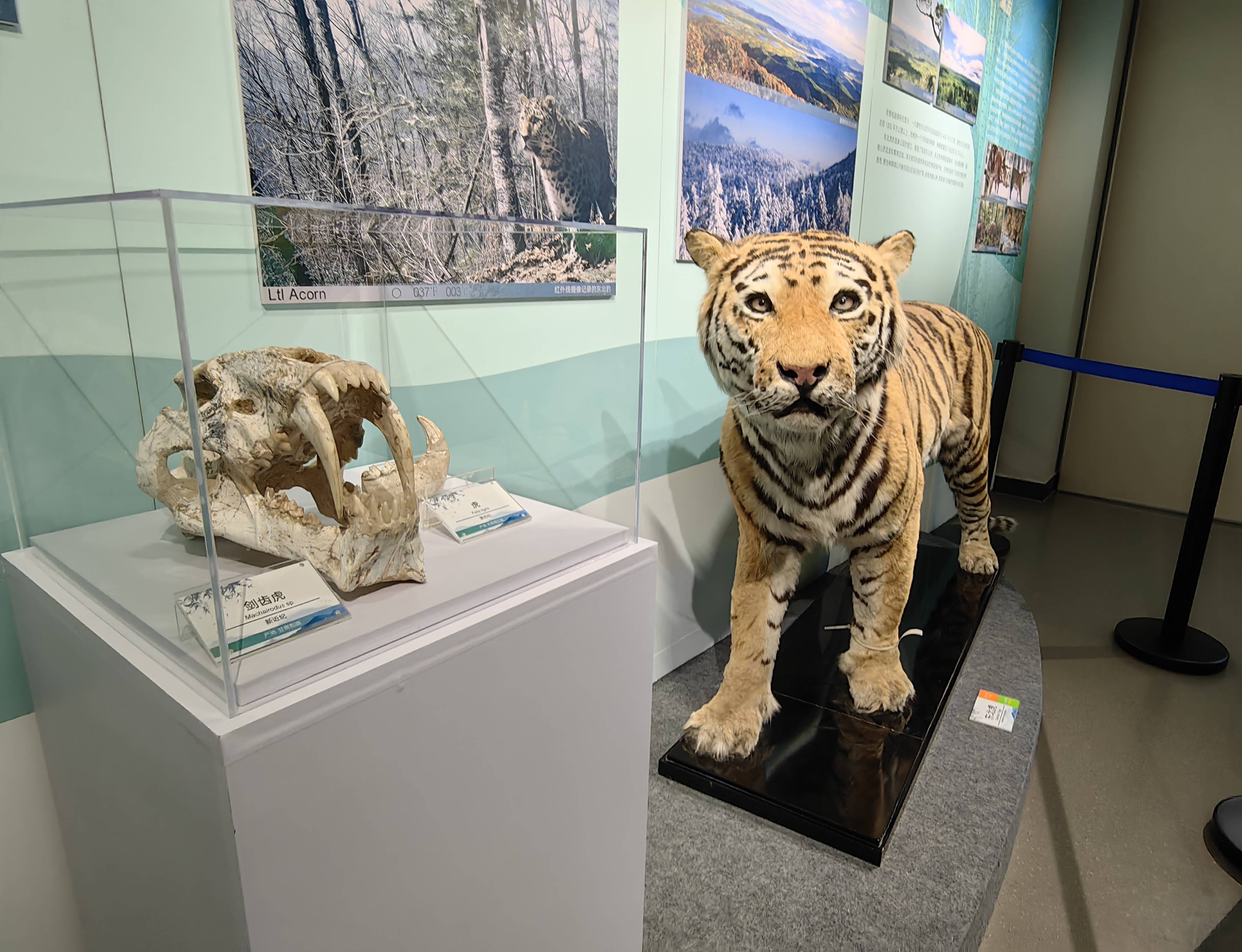 珍稀动物今生前世亮相中国地质大学(北京)博物馆