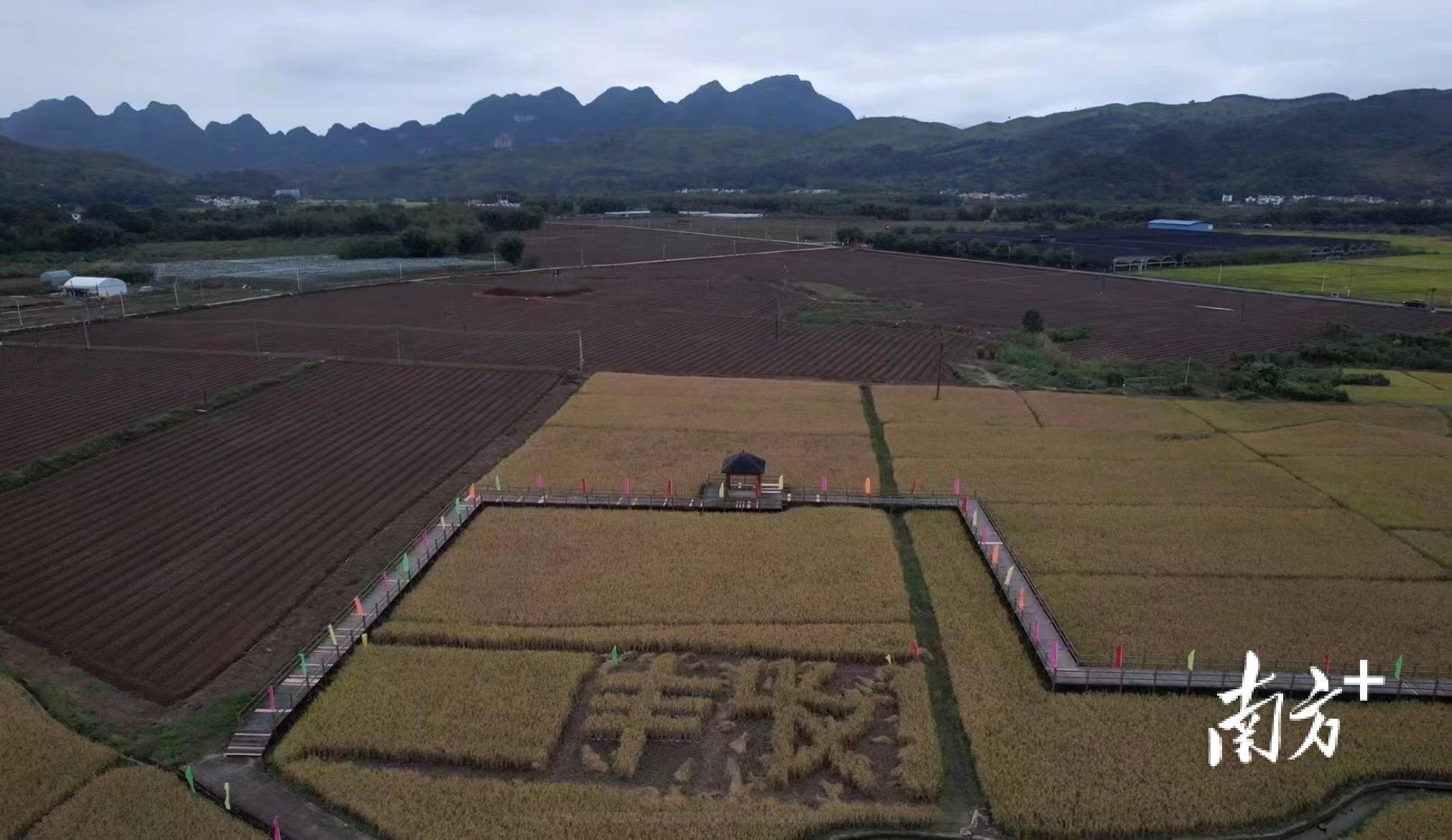 清新石潭:五色稻米奏响"开镰收割"序曲_石潭镇_活动_发展