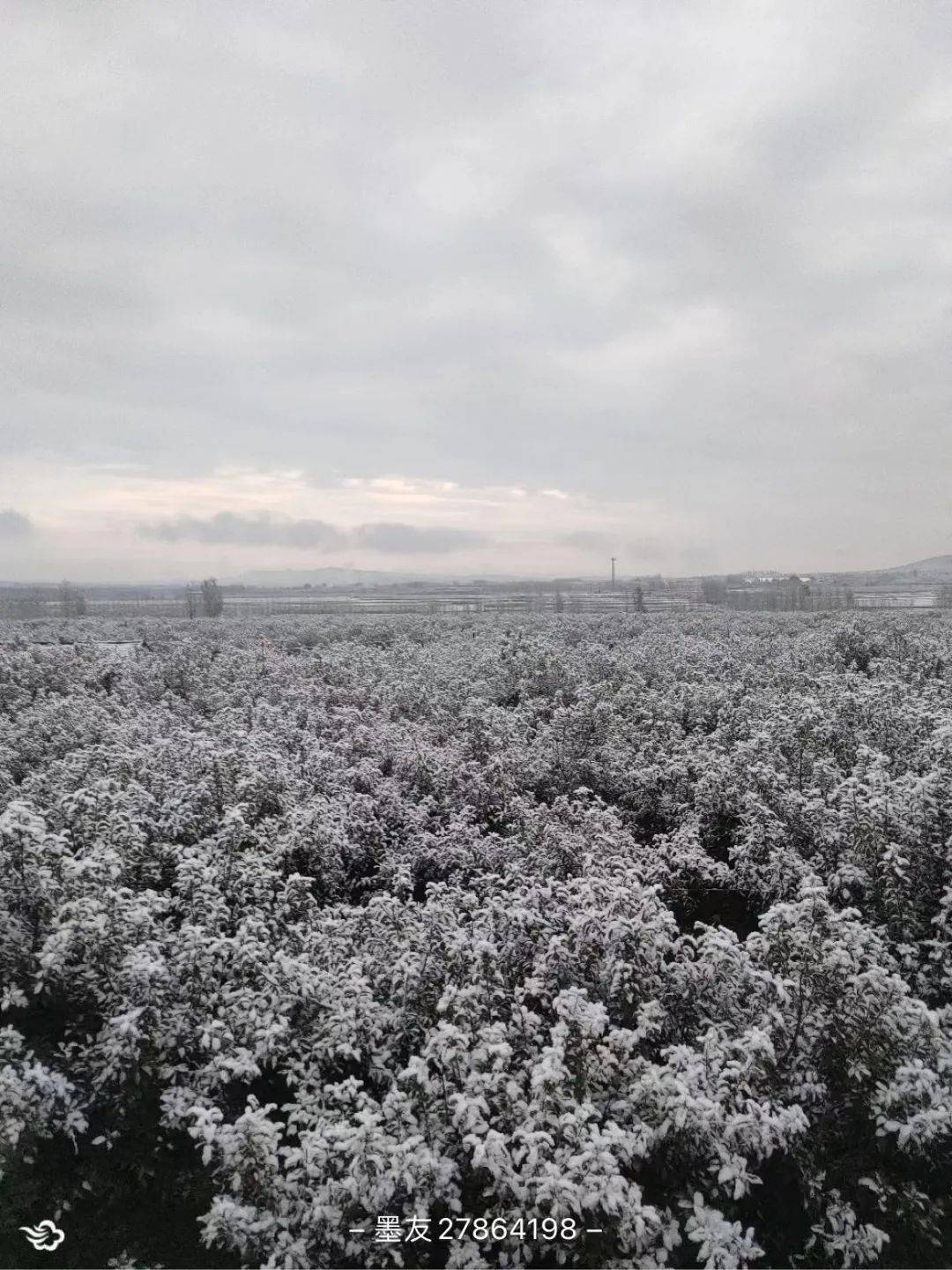 雨夹雪转中雪!霜冻 冰冻 大风齐来!烟台还得继续冷一周!