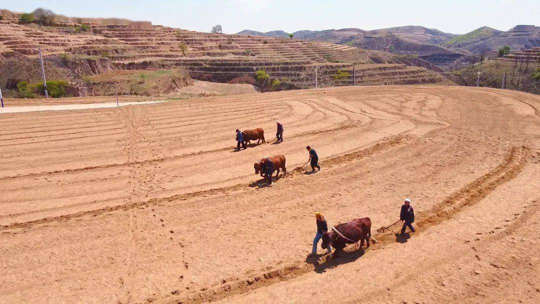 种植的米脂小米就靠这个月年景好的年份里肥沃的黄土地总能生长出沉甸