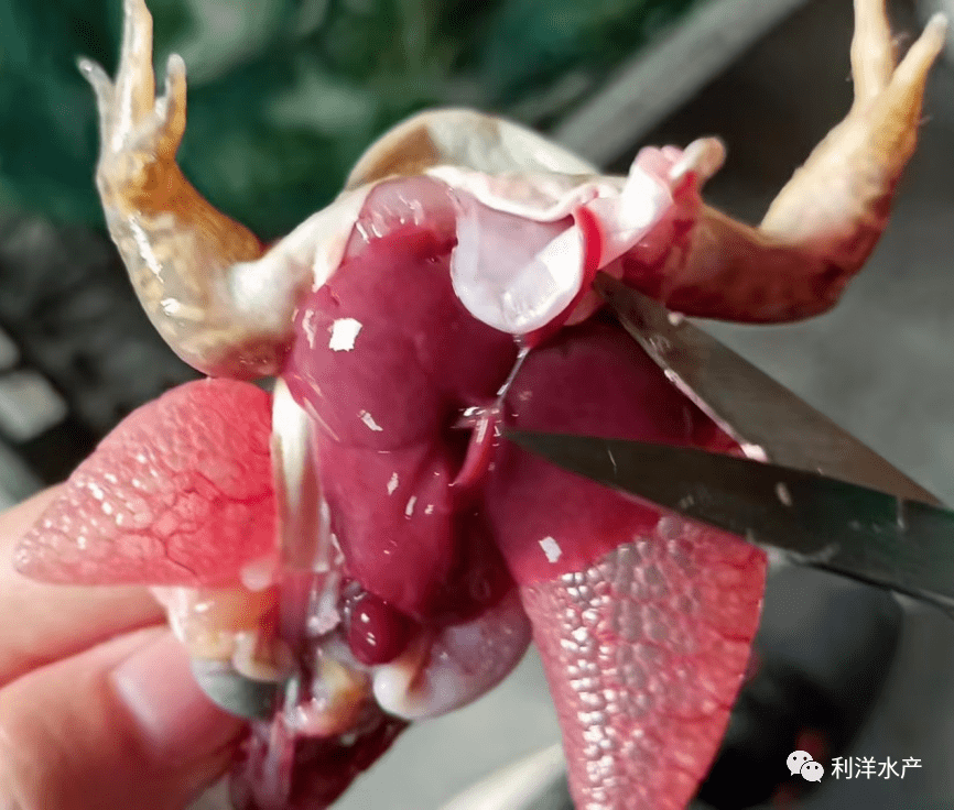 【鳖蛙专题】牛蛙冬季如何有效增肥,提高肉料比?