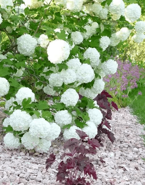 欧洲木绣球|一树繁花 · 惊艳一方!春日花园里不可多得的美景