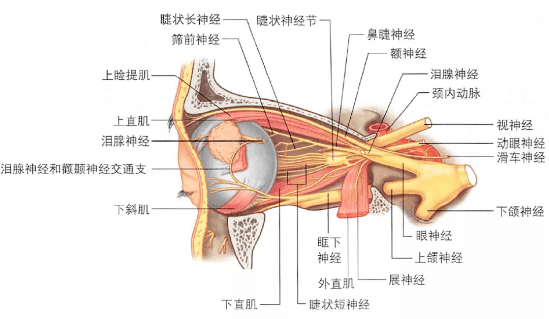 眼睛解剖图片画图图片