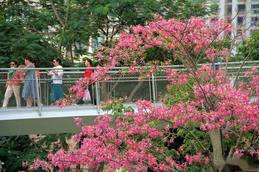 厦门山海健康步道两侧美人树花朵竞相绽放