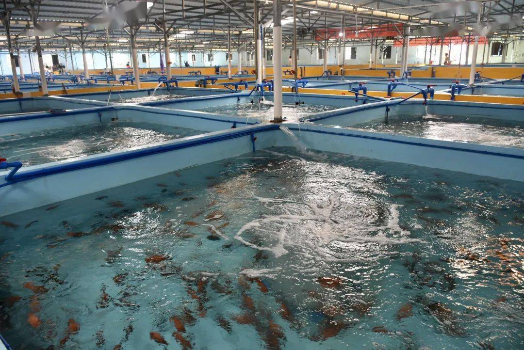 红九棘鲈(红瓜子斑)在海南万宁实现人工繁育_验收_团队_东澳