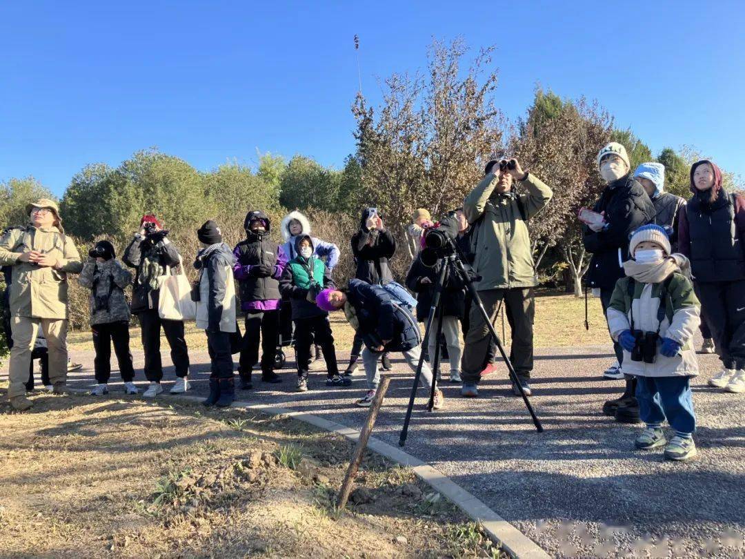 长耳鸮与麋鹿苑—南海子公园的初冬惊喜(11.