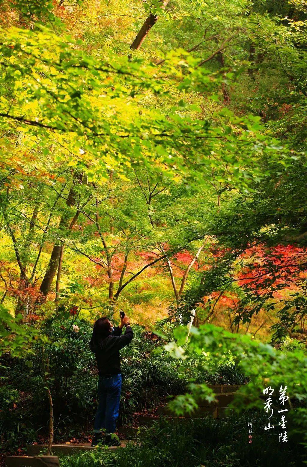 现在的栖霞秋色层次分明五彩斑斓的树叶更显鲜活亮丽部分红叶品种已