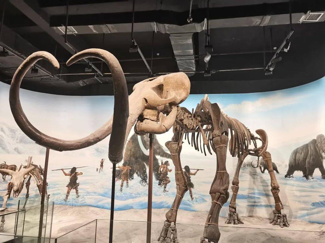 辽宁古生物化石博物馆图片