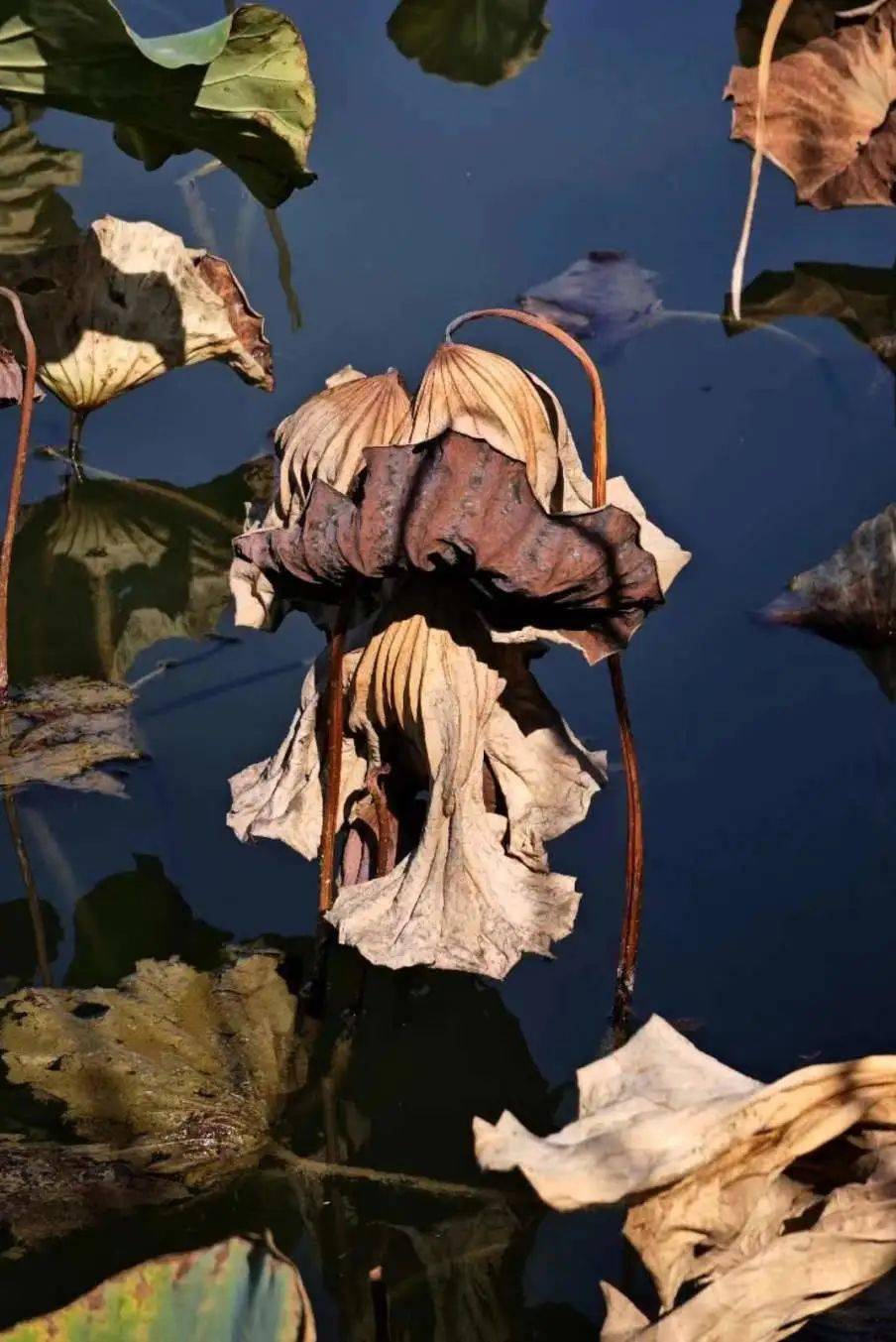 光影郑好 | 有一封来自落叶的信,请zzuers接收~_丁俊_文案_世界