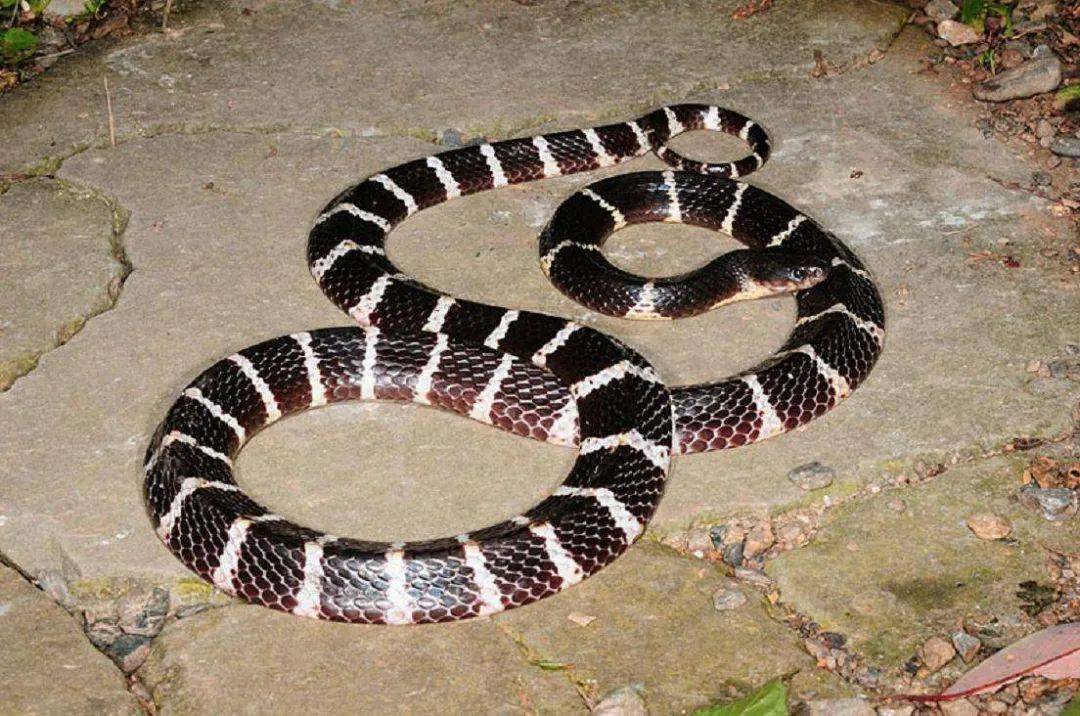 分布在广东的七大毒蛇,你见过吗?如果被它们咬了会怎样?