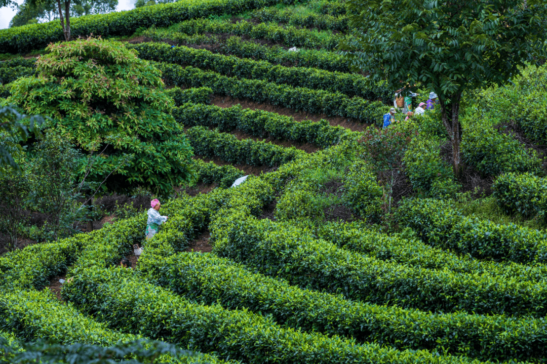 景迈山古茶园茶树以云南大叶种为主.