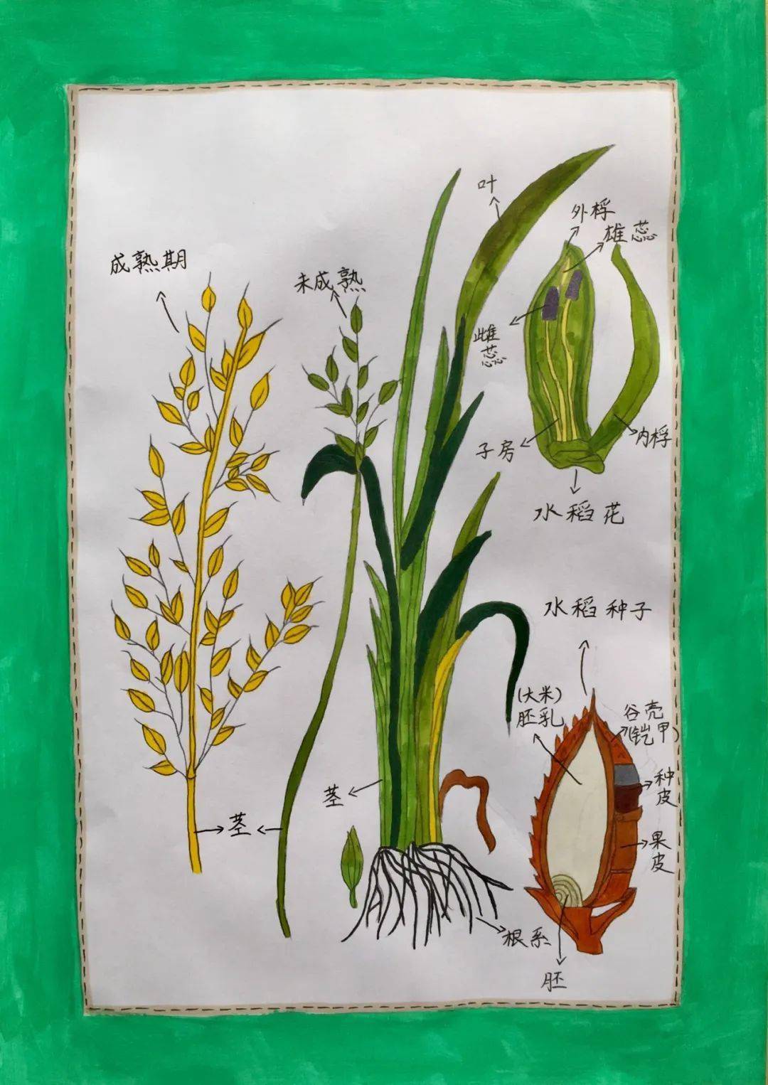 乐学的"自然科学爱好者"——濮阳市油田第一小学暑期"我的植物画报"展