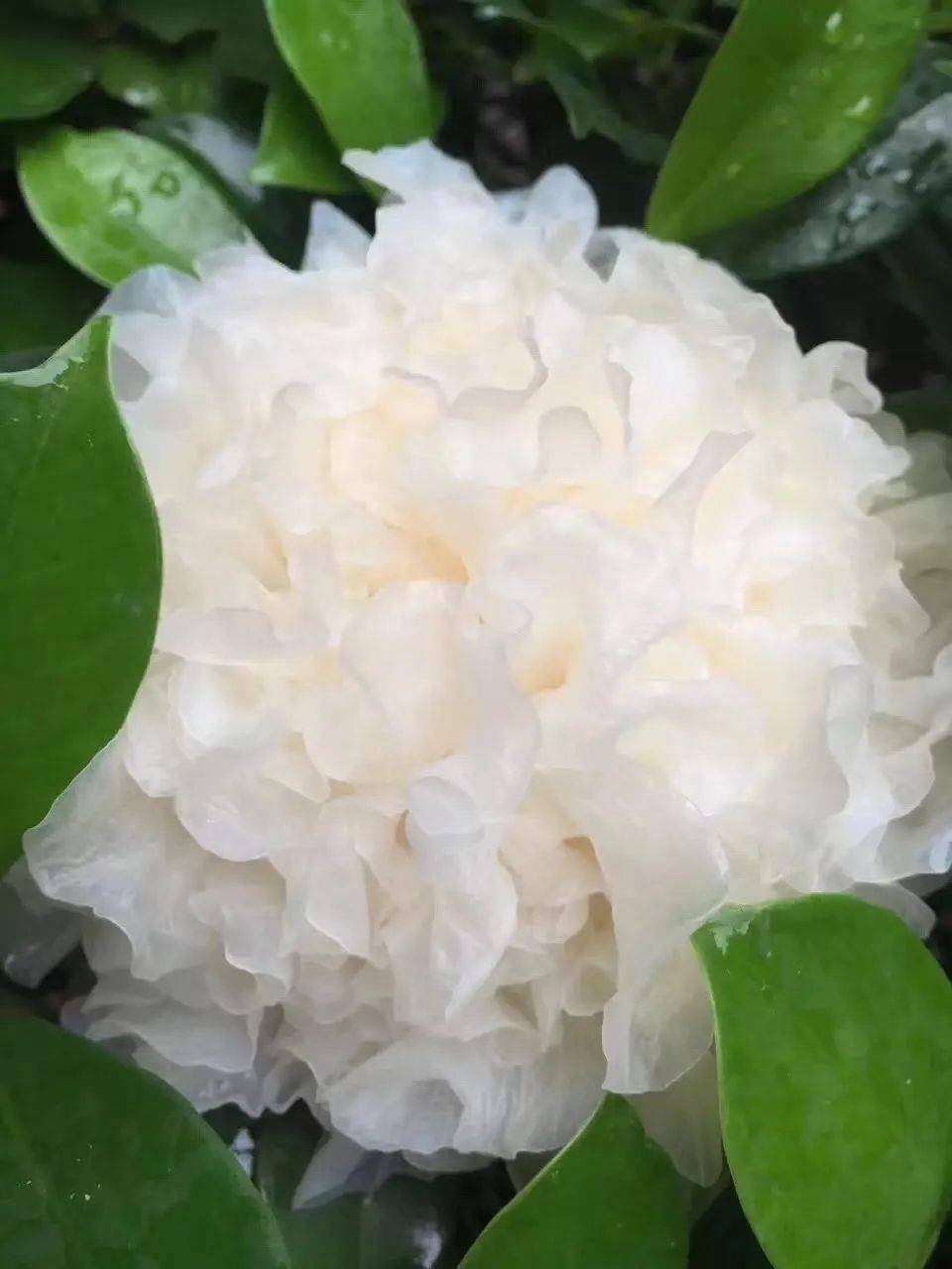 雪耳又称作白木耳,银耳等,有"菌中之冠"的美称,是韶关市雪茸食用菌