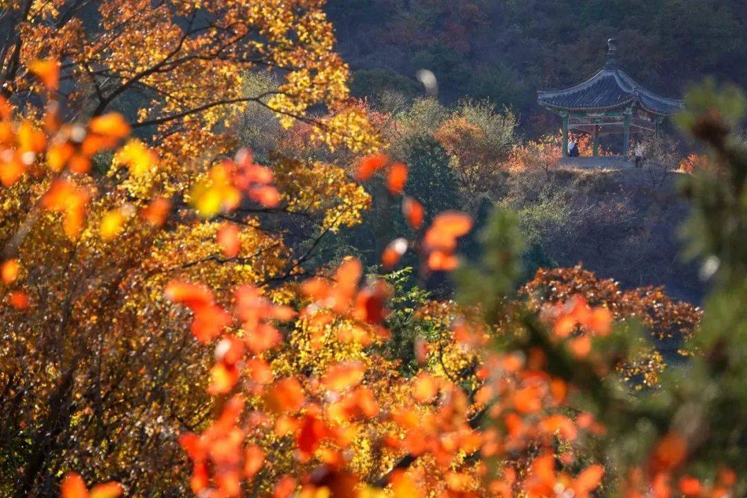 香山植物园秋天美景图片