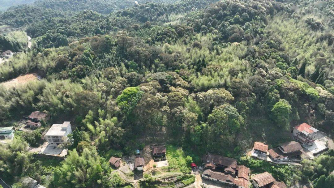 贡鸭山红锥古树群位于福建省华安县西北部的马坑乡贡鸭山村境内,贡鸭